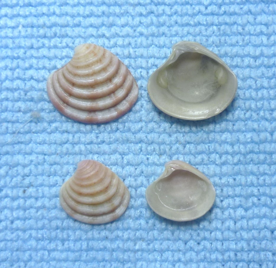 Clausinella fasciata